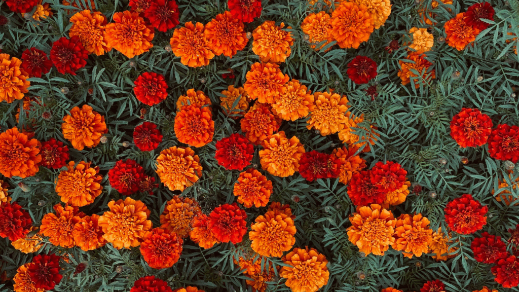 マリーゴールド