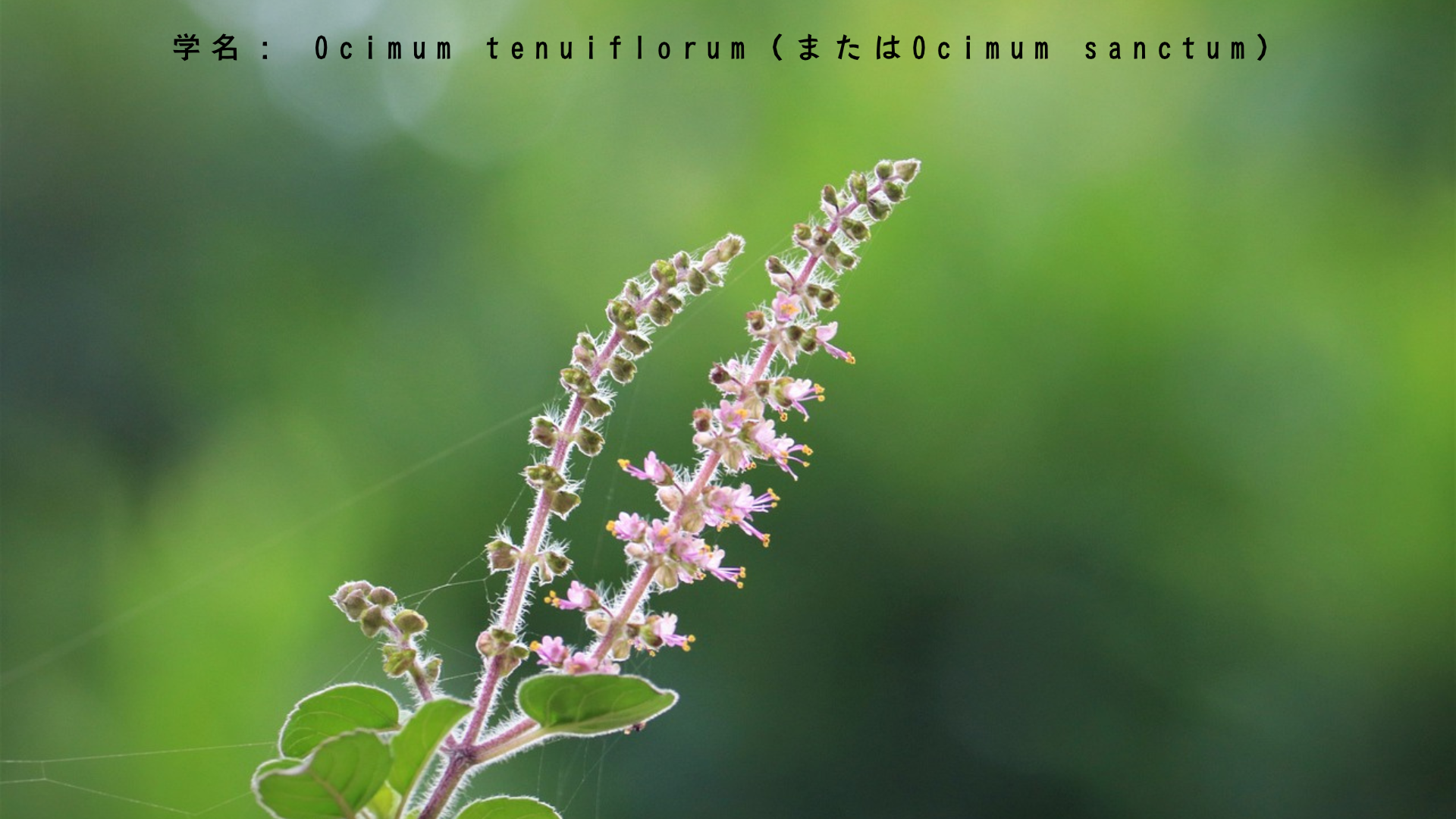 クリシュナと花の物語：トゥルシー・蓮・カダンバに込められた愛と献身 アイキャッチ