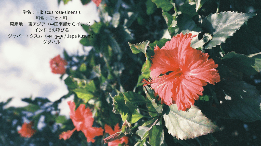 真紅のハイビスカスの花