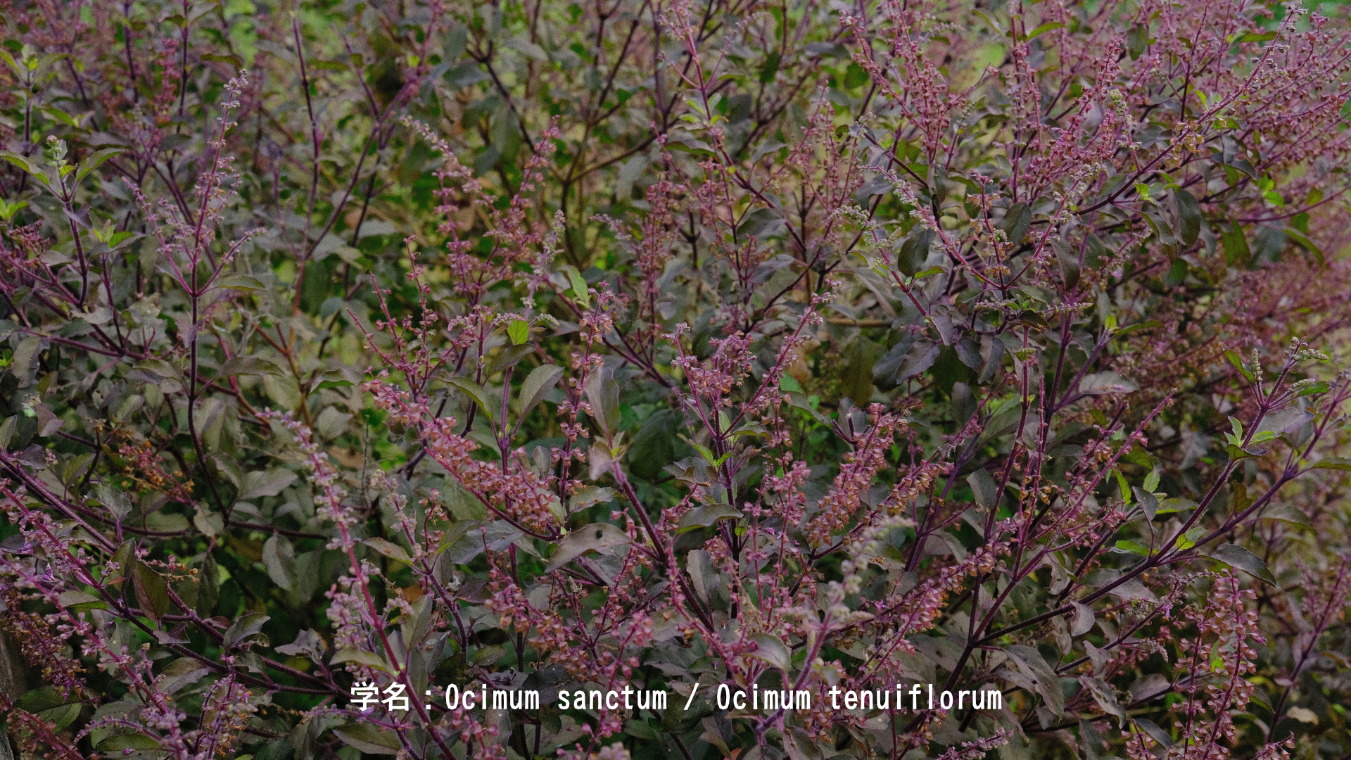 アシュビニー・クマーラと治癒の花　アイキャッチ