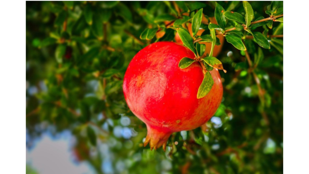 ザクロ——もう一つの聖なる果実