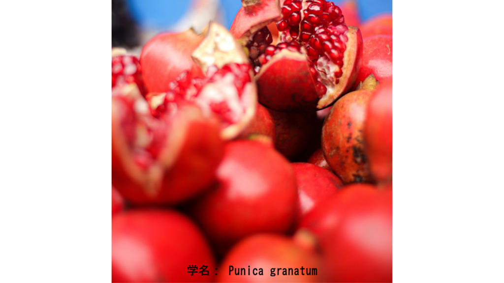 学名: Punica granatum
