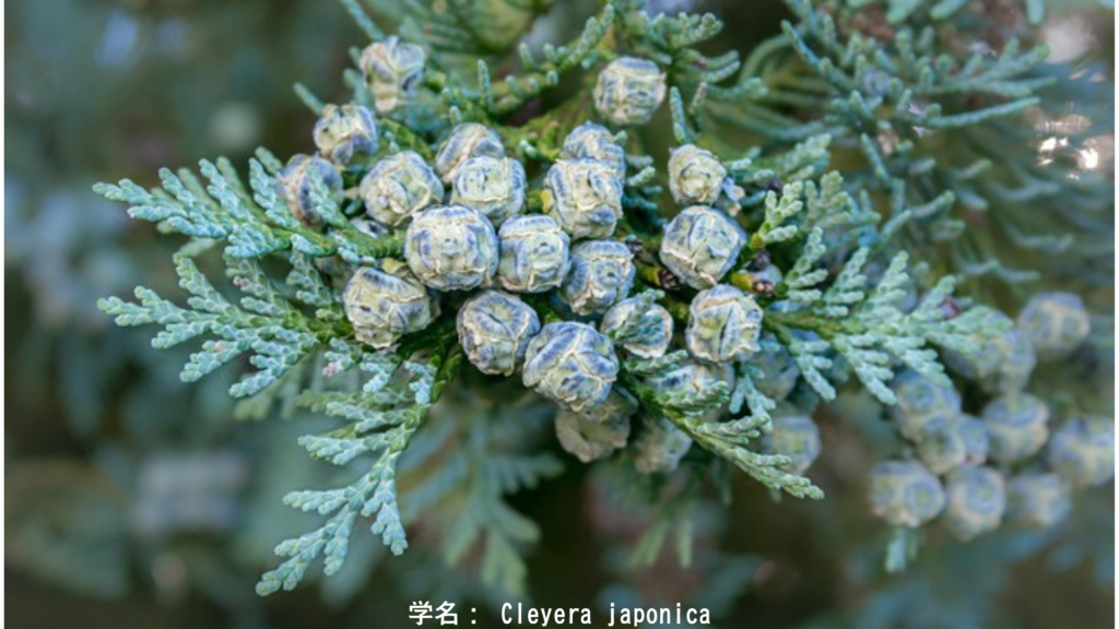 糸杉(Cypress)——永遠を見守る暗い木