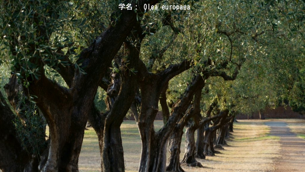 アテナが植えたオリーブの木 - 知恵と平和の贈り物