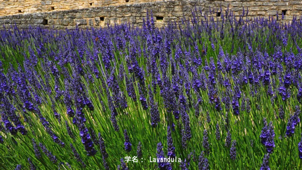 学名： Lavandula