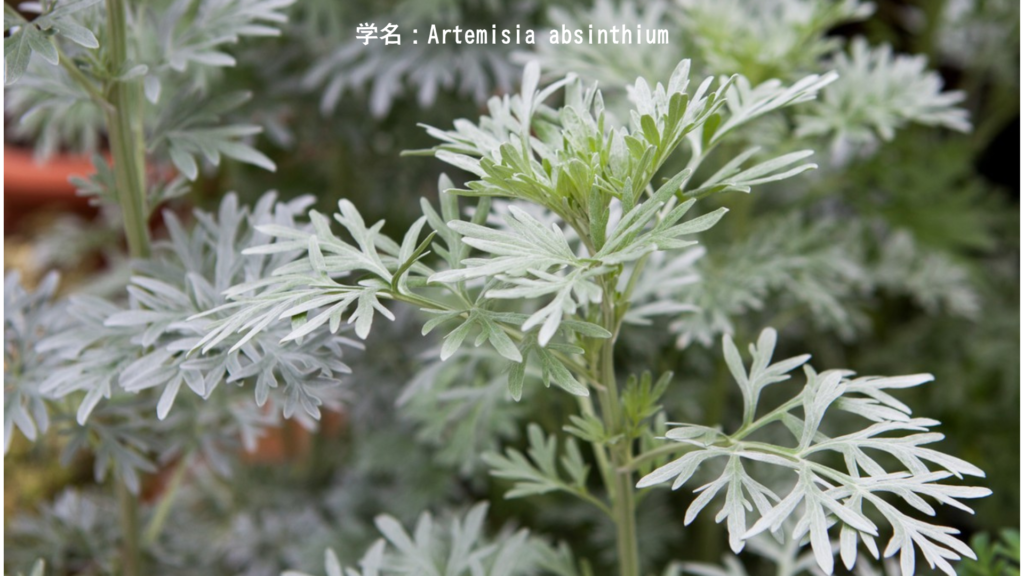 Artemisia absinthium