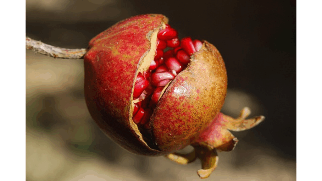 ザクロの象徴と神秘