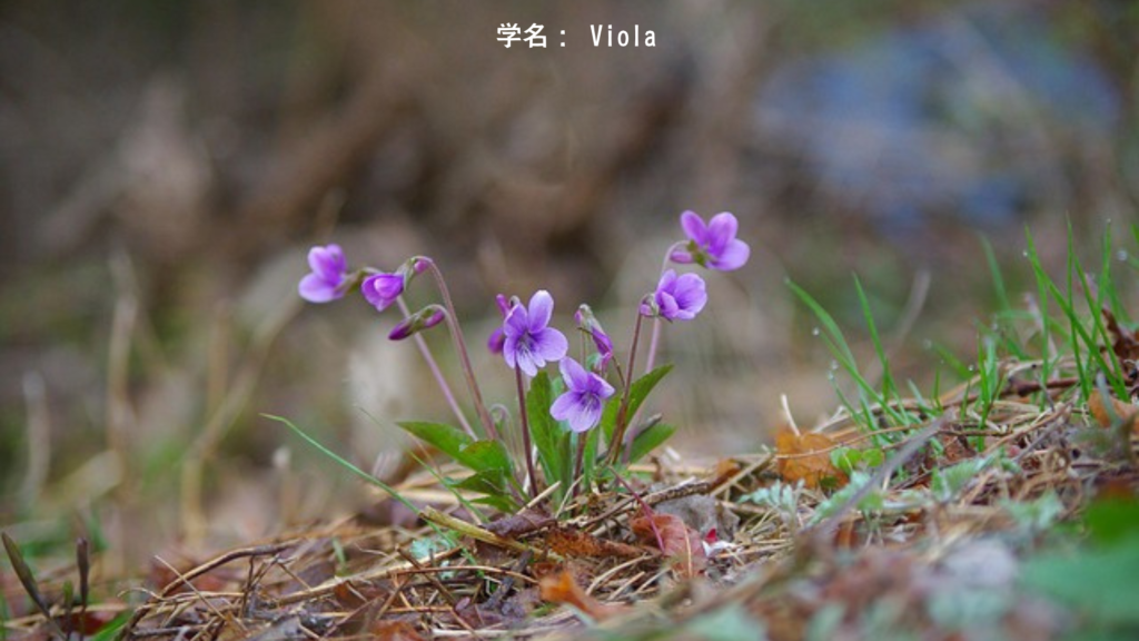 春の野に咲く紫のスミレ - ギリシャ神話イオの花