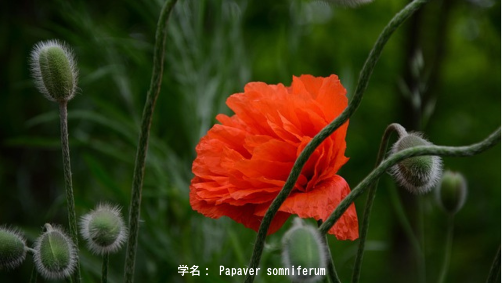 学名: Papaver somniferum
