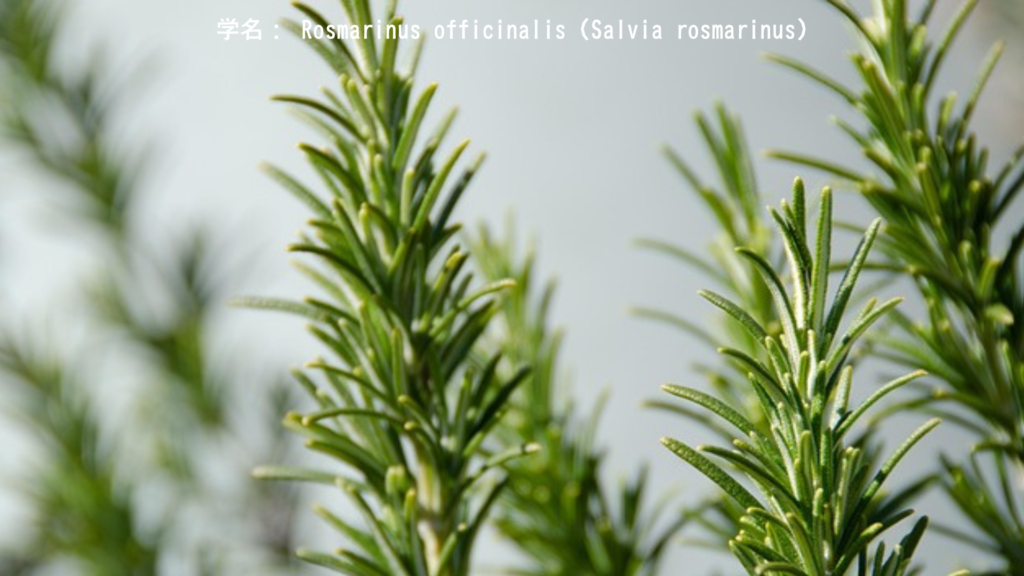 ローズマリーの枝 - 記憶と忠実さの象徴