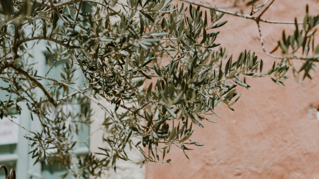 銀灰色のオリーブの葉 - 風に揺れる平和の象徴