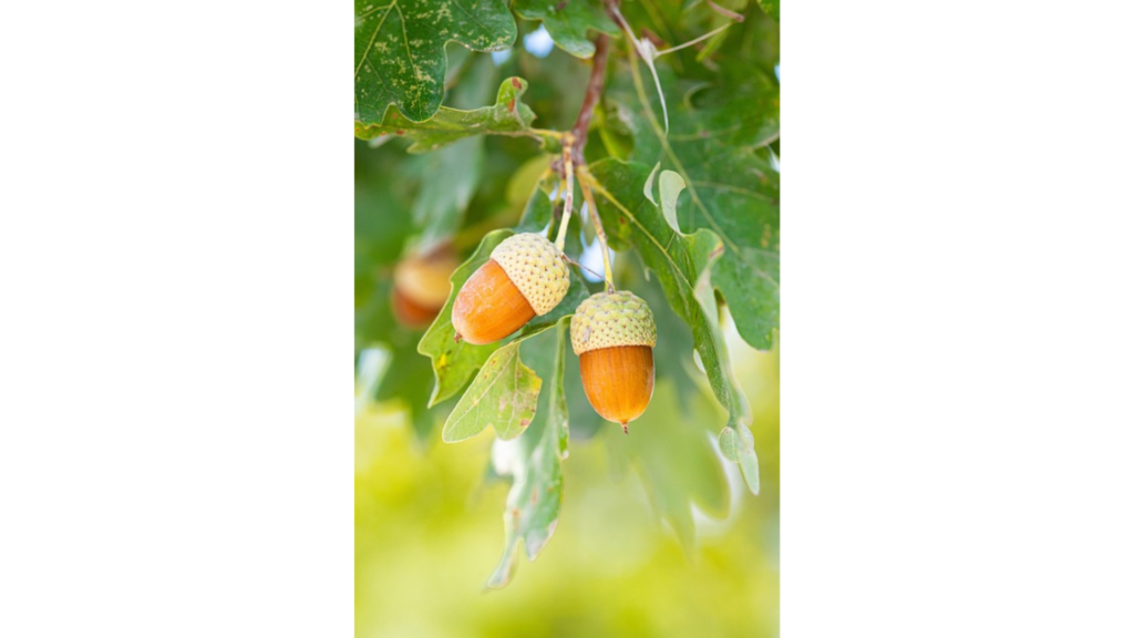 画像:ジークフリート・ポエッパール(Pixabay提供)