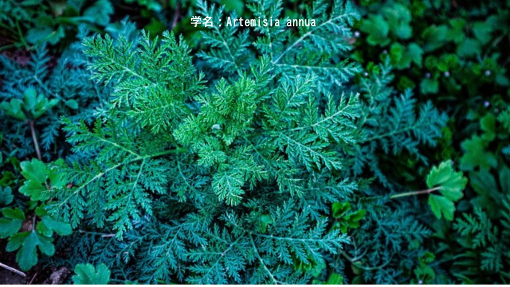 学名：Artemisia annua