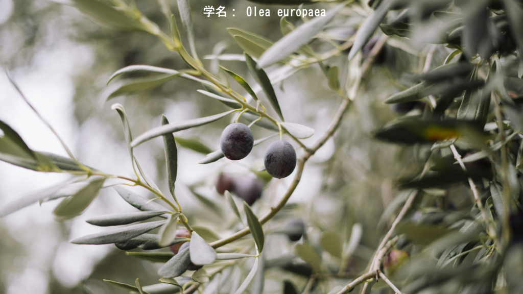 学名： Olea europaea