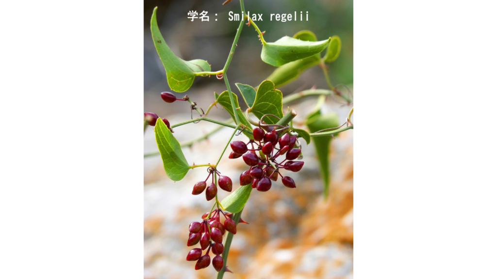 サルサパリラの蔓(スミラクス属)