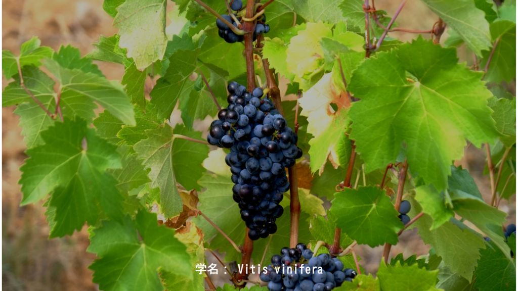 学名: Vitis vinifera