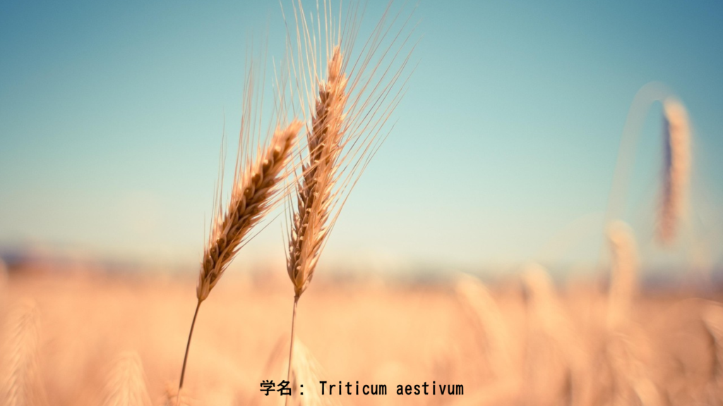 小麦(Wheat)——黄金の生命