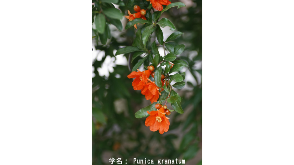 学名: Punica granatum