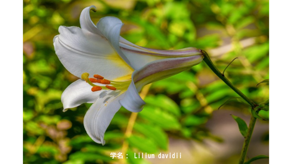 Lilium davidii