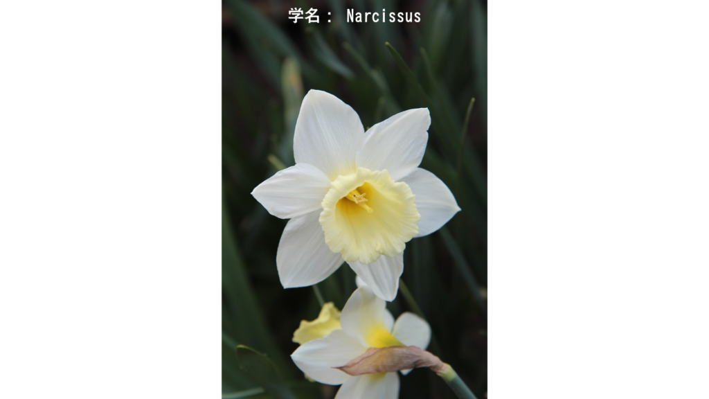 学名: Narcissus