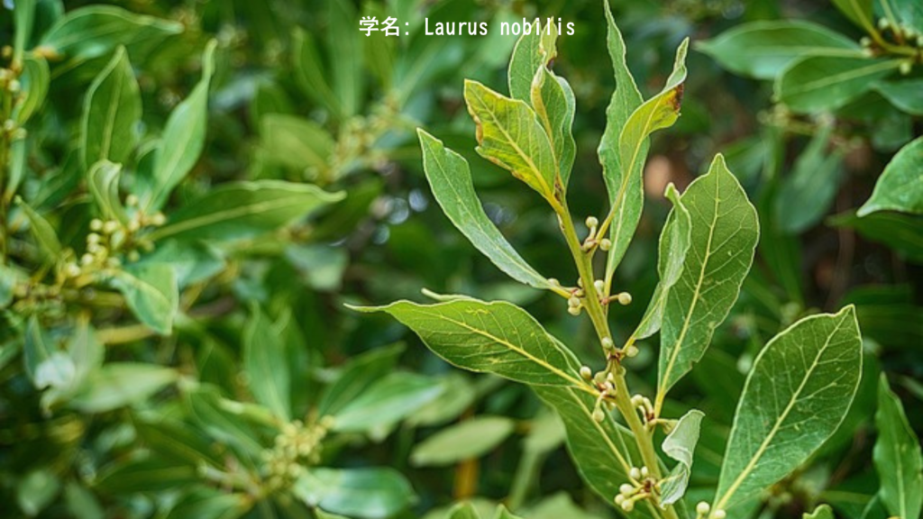 月桂樹の葉（ベイリーフ）- 料理に使われる聖なる香草