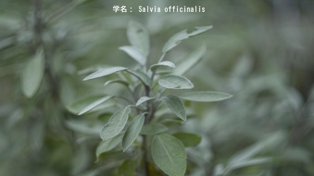 Salvia officinalis