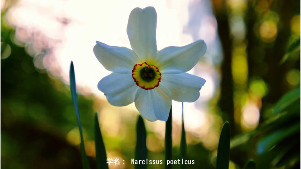 Narcissus poeticus