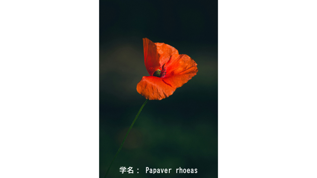 Papaver rhoeas