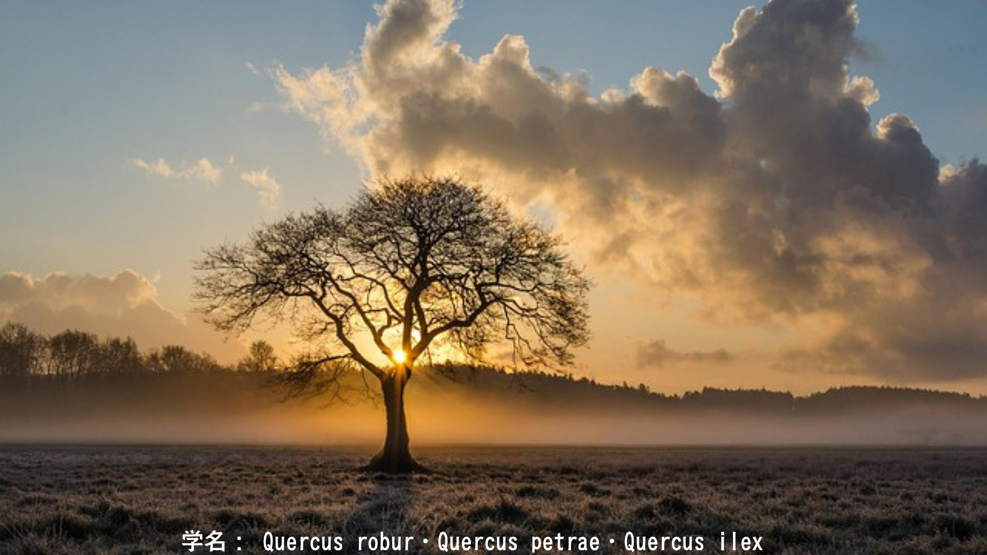 ゼウスと樫の木：雷鳴に響く最高神の力　アイキャッチ