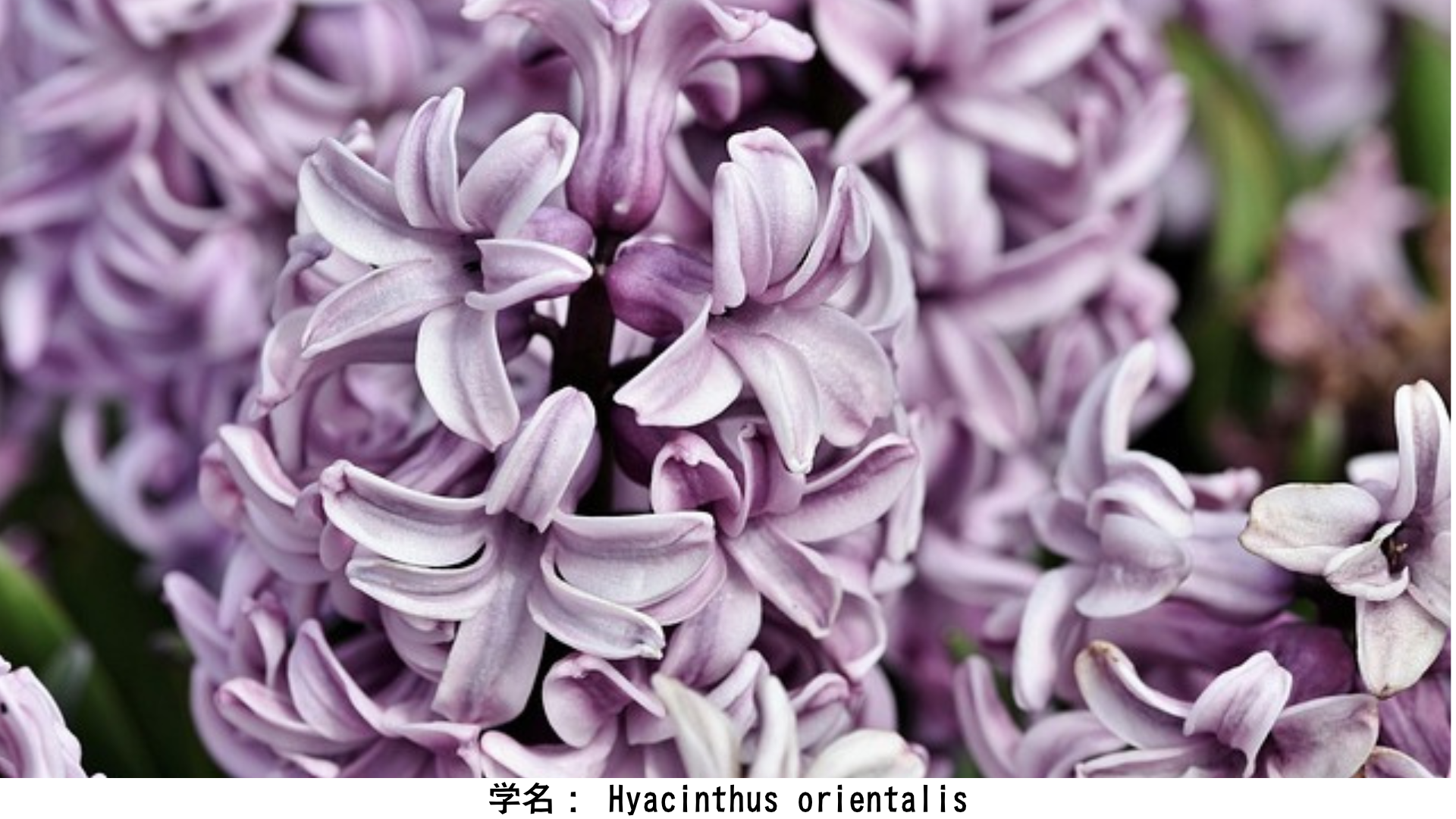 ヒュアキントスとヒヤシンス：円盤に散った美しき友情　アイキャッチ