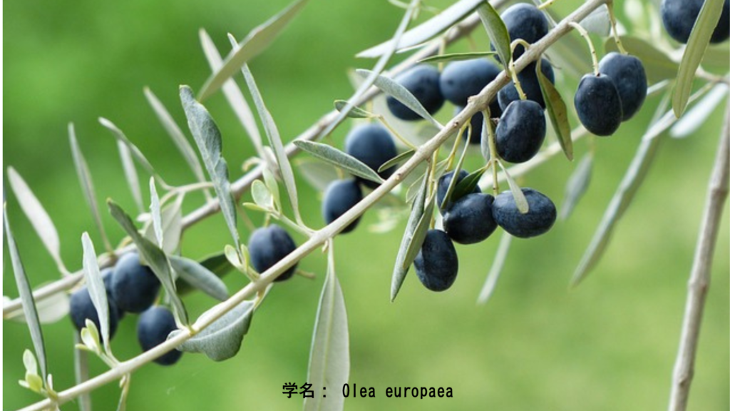 学名: Olea europaea