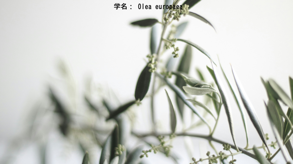 学名： Olea europaea