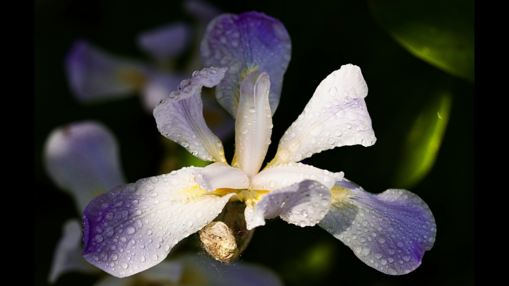花の構造の神秘
