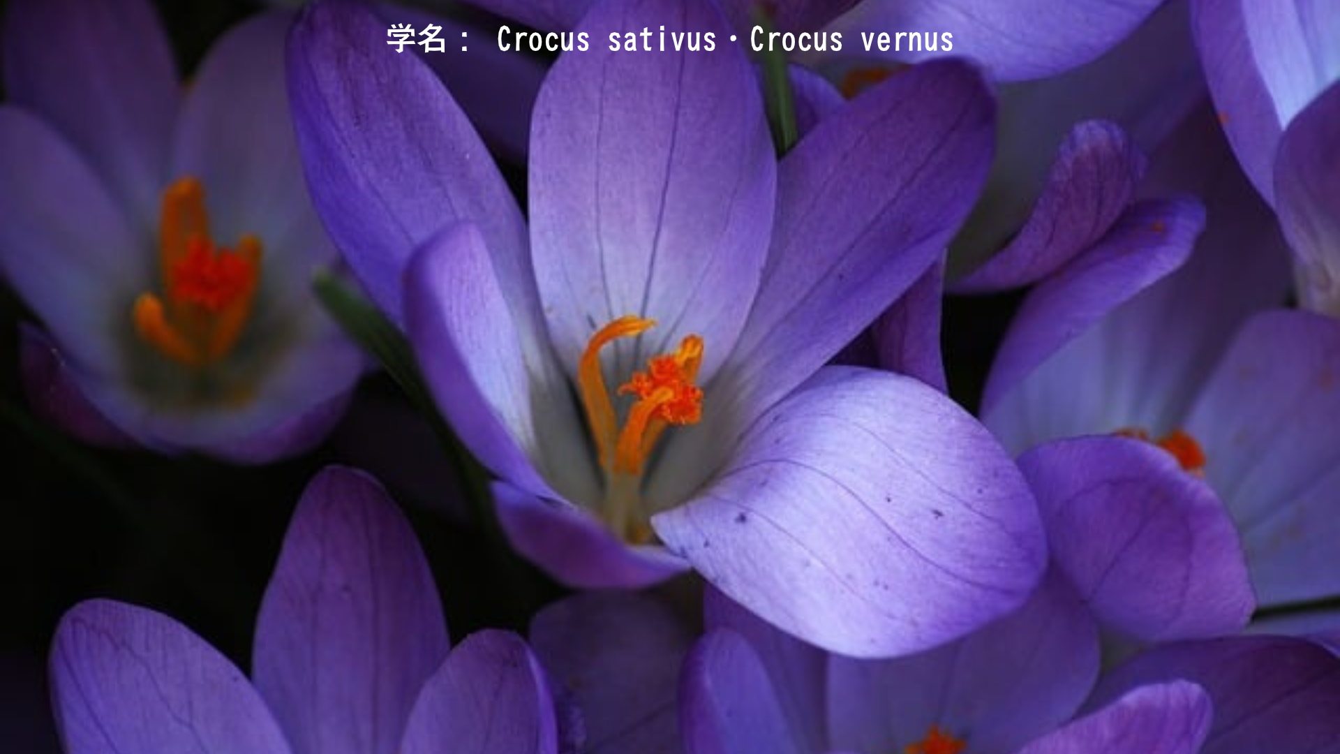 ヘルメスとクロッカス・オリーブ——機知と伝達の神　アイキャッチ