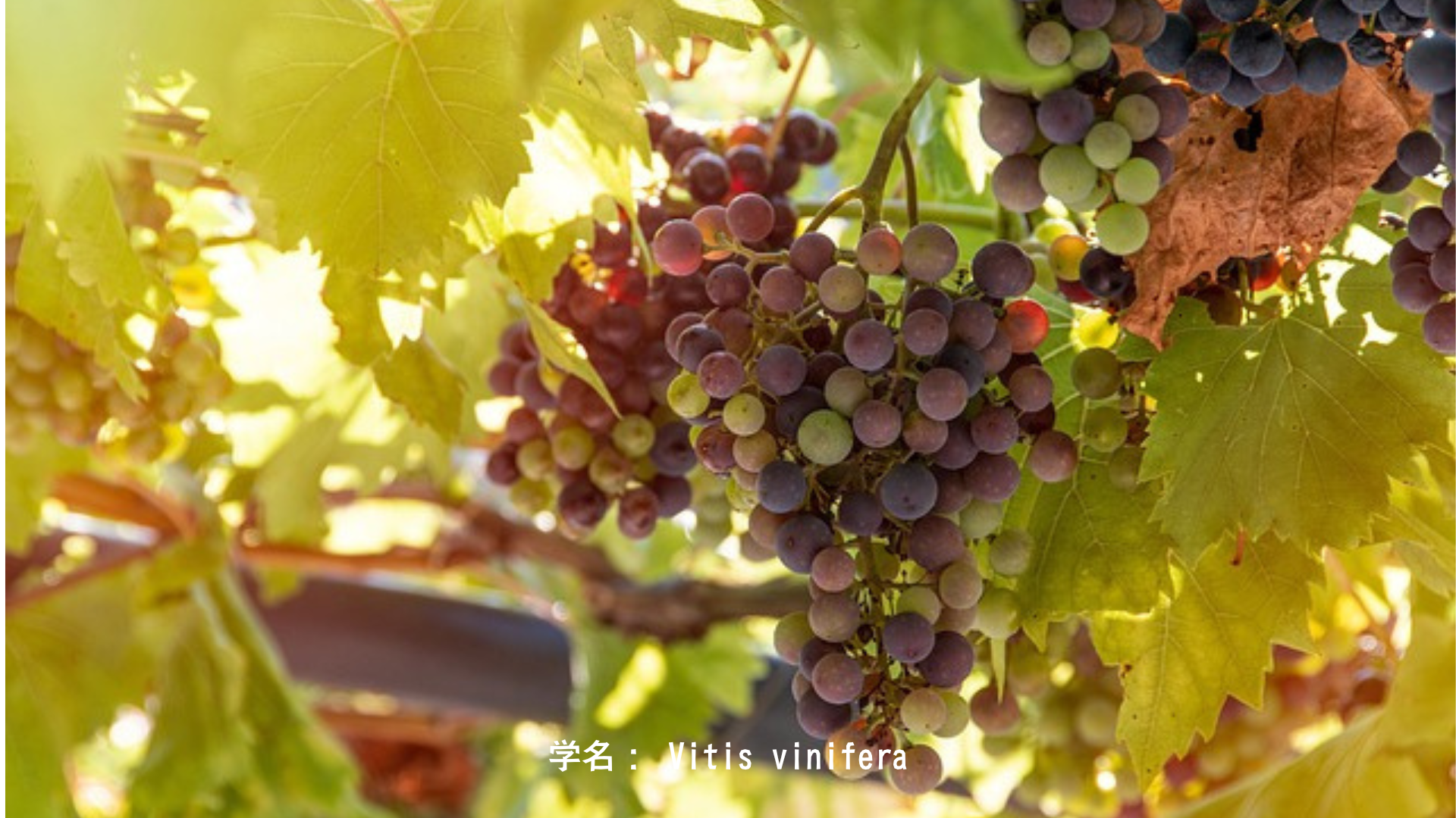 ディオニュソスとブドウ・蔦——狂気と歓喜の神　アイキャッチ