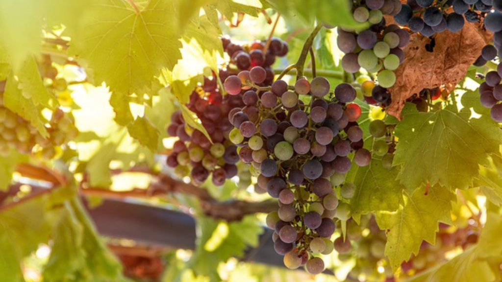 歓喜と狂気の境界で