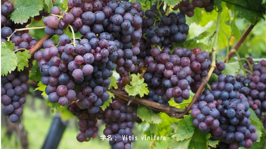 ブドウの品種と性格