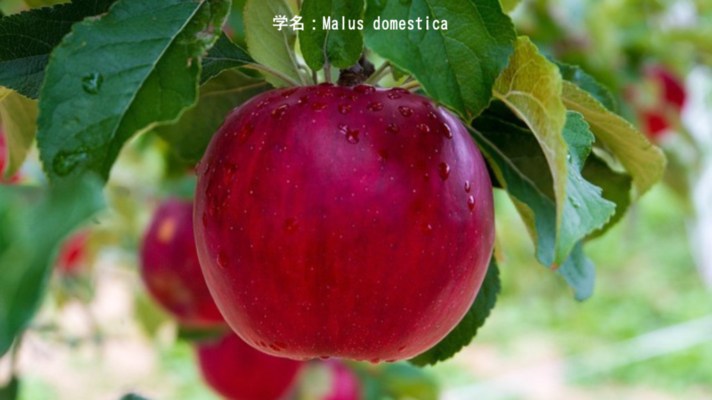 Malus domestica