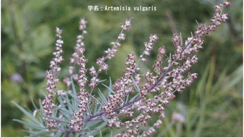 Artemisia vulgaris