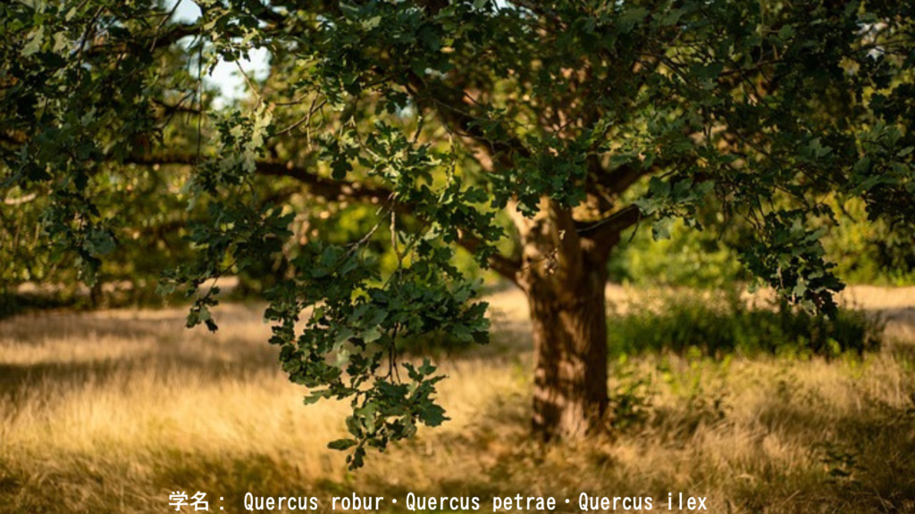 樫の木(Oak)——力の象徴