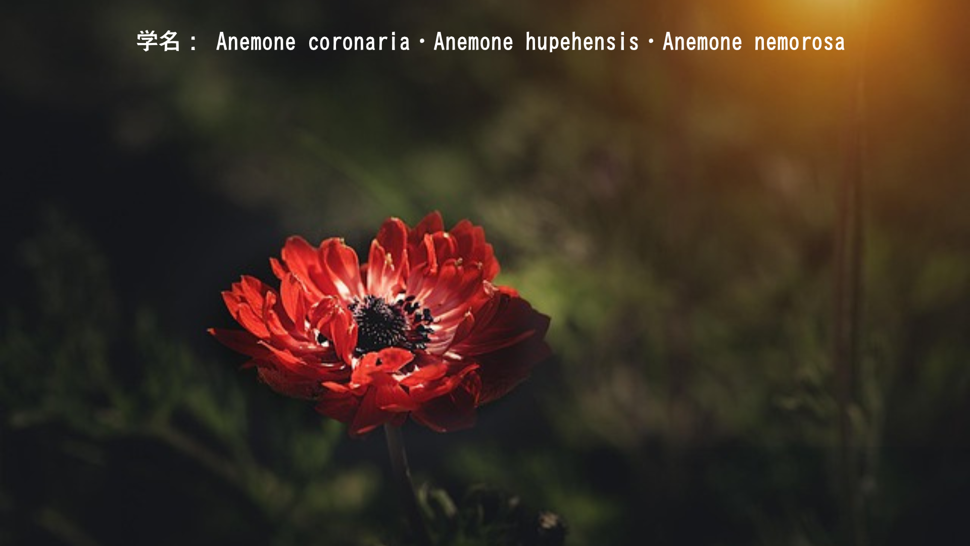 アネモネの由来 | アドニスとアフロディーテの悲恋【ギリシャ神話】　アイキャッチ