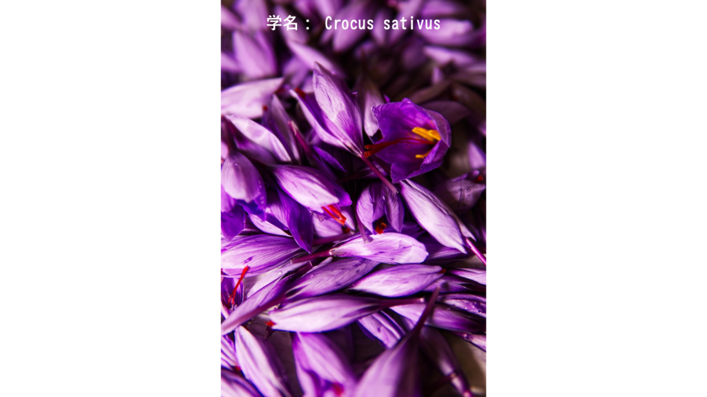 Crocus sativus
