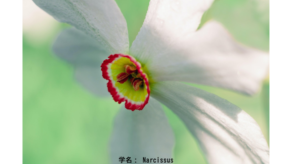 学名: Narcissus