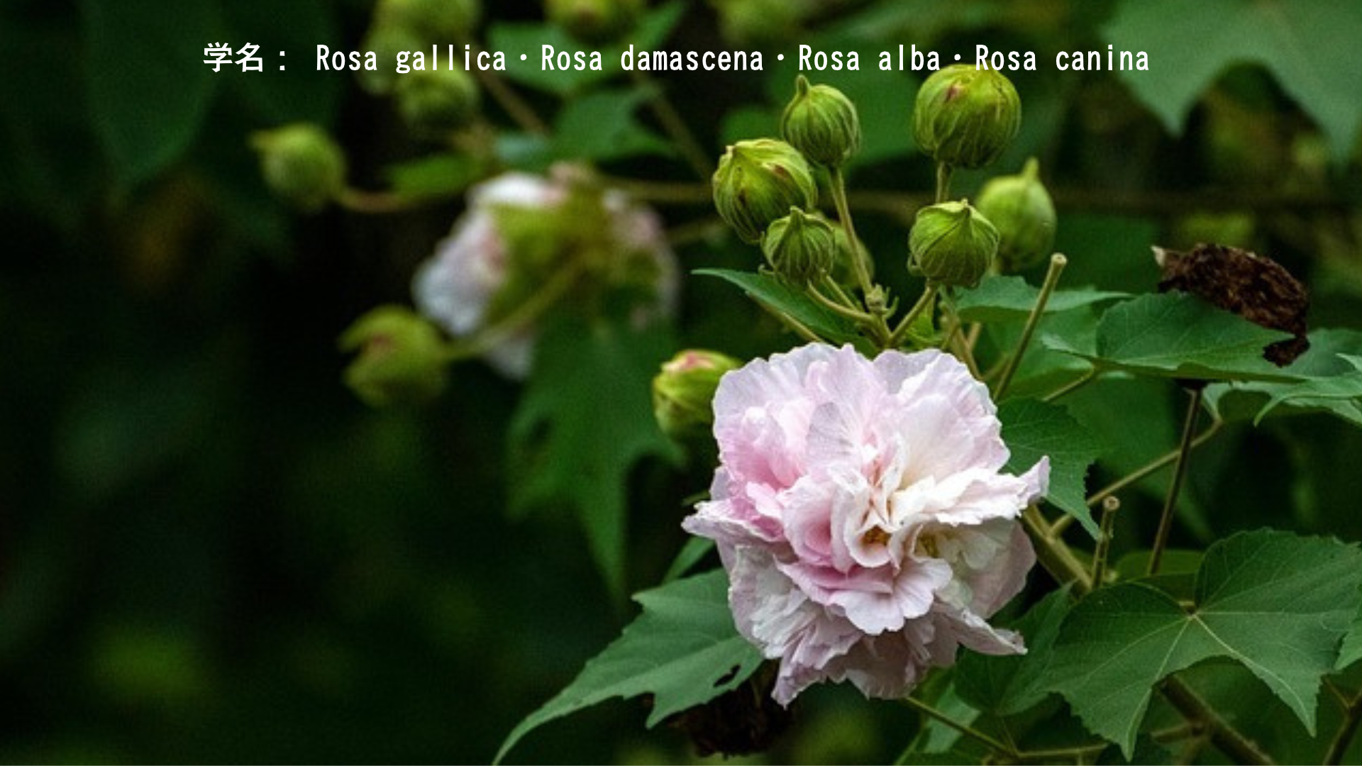 アフロディーテとバラ — 愛と美の女神と血に染まる花　アイキャッチ