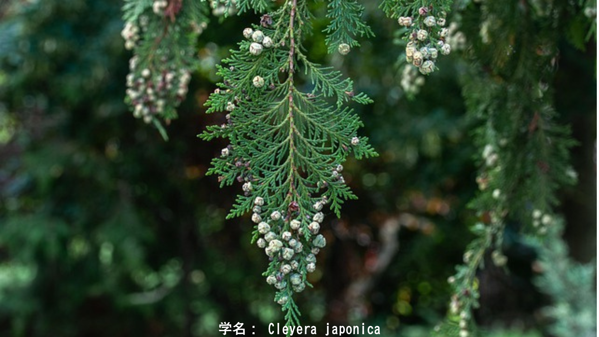 ハデスと冥界の三つの植物：孤独な王と永遠の愛　アイキャッチ
