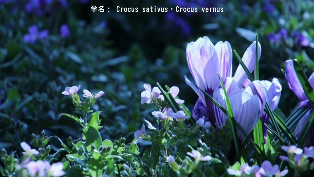 学名:Crocus sativus・Crocus vernus