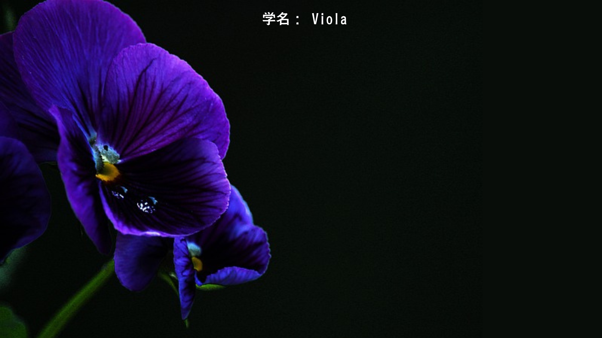 イオとスミレの神話：牝牛に変えられた巫女と神の贈り物　アイキャッチ