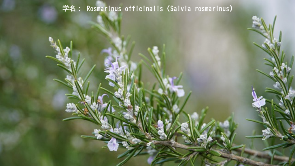 学名： Rosmarinus officinalis（現在はSalvia rosmarinus）