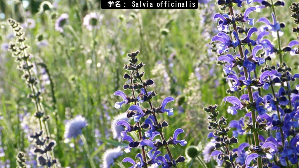 学名： Salvia officinalis