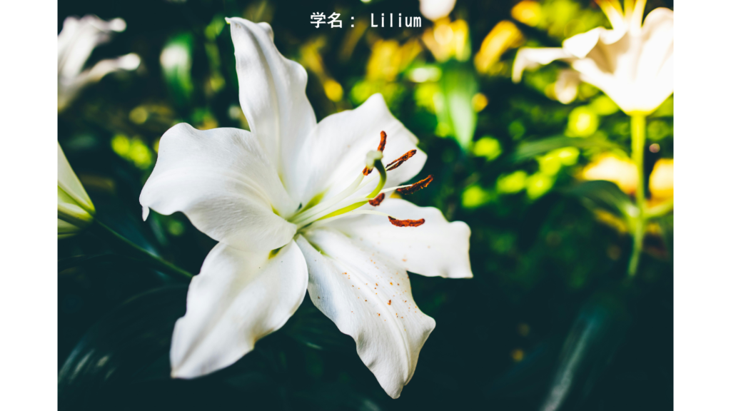 白百合（マドンナリリー）- ヘラの乳から生まれた純潔の花